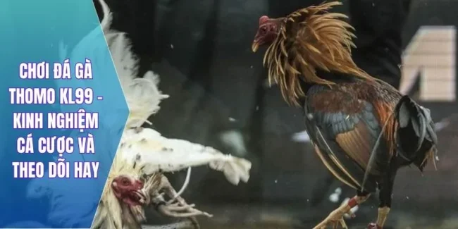 chơi đá gà thomo