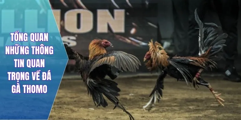 Tổng quan những thông tin quan trọng về đá gà thomo