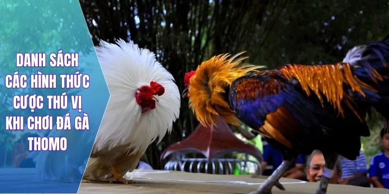 Danh sách các hình thức cược thú vị khi chơi đá gà thomo