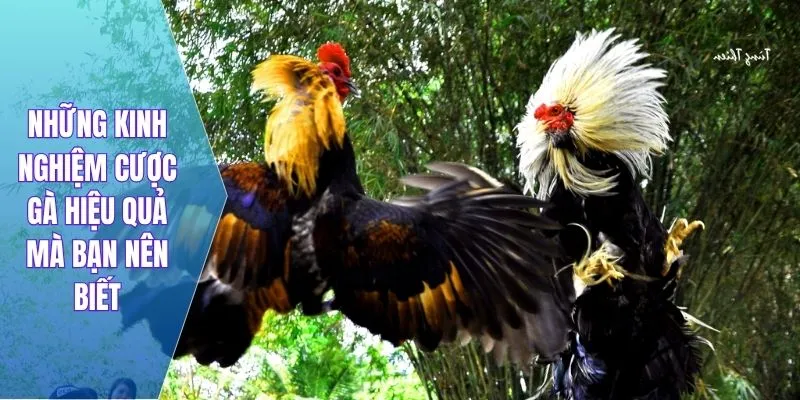 Những kinh nghiệm cược gà hiệu quả mà bạn nên biết