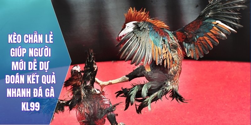 Kèo chẵn lẻ giúp người mới dễ dự đoán kết quả nhanh đá gà KL99