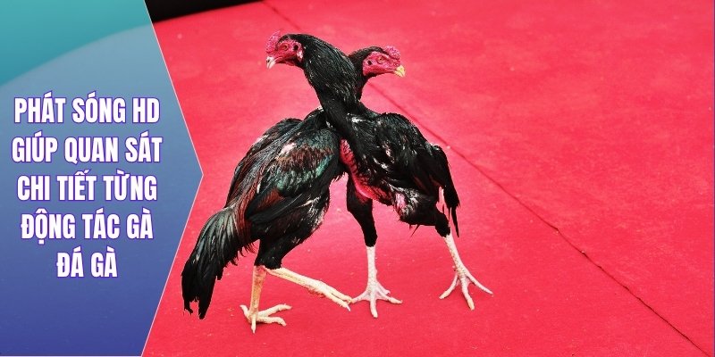Phát sóng HD giúp quan sát chi tiết từng động tác gà đá gà
