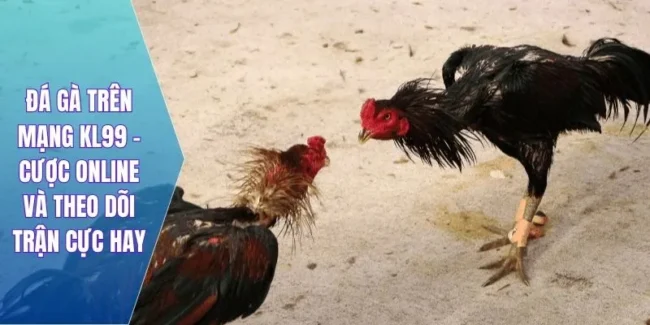 đá gà trên mạng