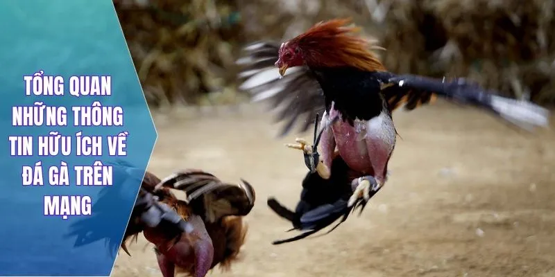 Tổng quan những thông tin hữu ích về đá gà trên mạng