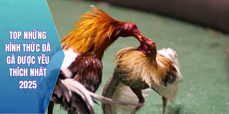 TOP những hình thức đá gà được yêu thích nhất 2025