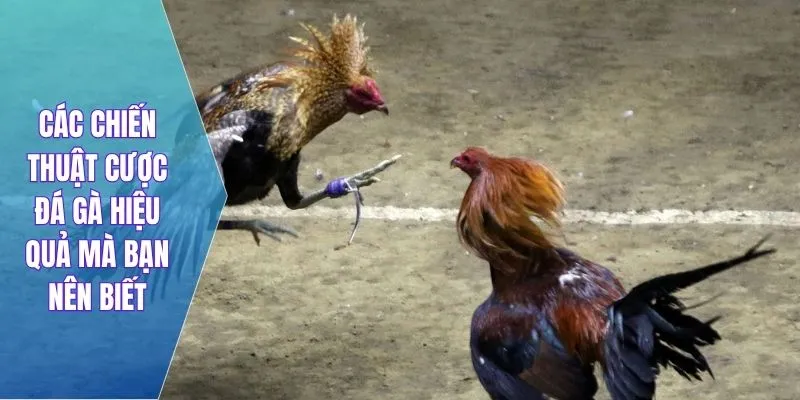 Các chiến thuật cược đá gà hiệu quả mà bạn nên biết
