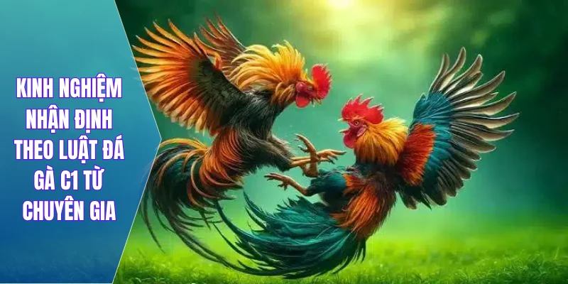 Kinh nghiệm nhận định theo luật đá gà C1 từ chuyên gia