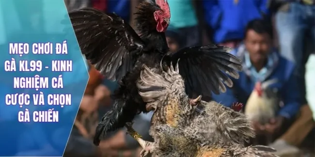 mẹo chơi đá gà