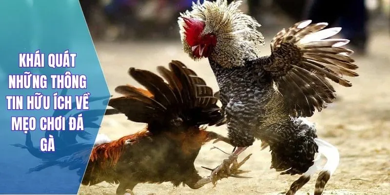Khái quát những thông tin hữu ích về mẹo chơi đá gà