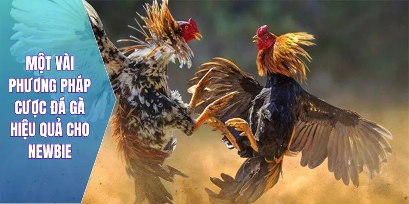 Một vài phương pháp cược đá gà hiệu quả cho newbie