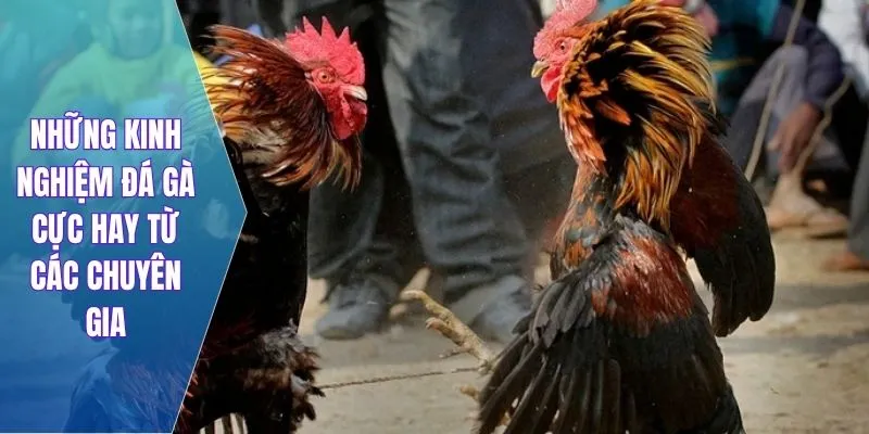 Những kinh nghiệm đá gà cực hay từ các chuyên gia